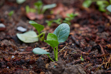 Kale Seedling Growing in a Mulched Garden