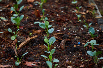 Kale Seedling Growing in a Mulched Garden