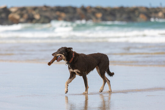 Kelpie dog walking on beach with a stick in its mouth playing fetch