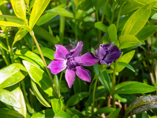 Close-up of dark purple-flowered periwinkle Vinca minor 'Atropurpurea' with ovate, dark green leaves flowering with deep purple flowers in a rock garden
