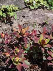 Cushion spurge (Euphorbia polychroma) Bonfire with green flushed maroon-purple foliage and bright...