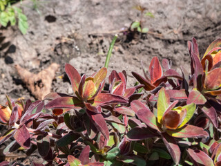Cushion spurge (Euphorbia polychroma) Bonfire with green flushed maroon-purple foliage and bright...