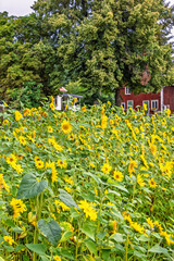 Obraz premium Sunflowers in bloom on a meadow in the countryside