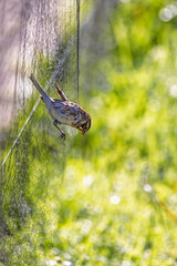 Mist net with a bird caught in the net
