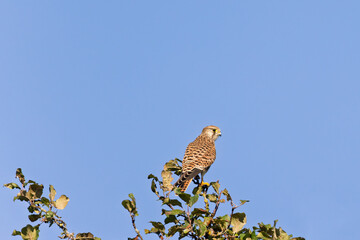 European Kestrel perched on a treetop against a blue sky