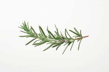 Fototapeta premium Fresh rosemary herb isolated twig