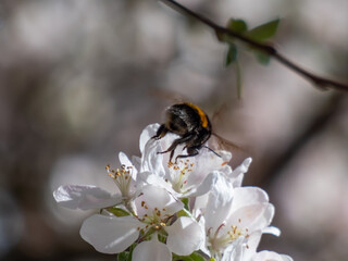 Close-up of a bumblebee on a white blossoms of an apple tree in an orchard in bright sunlight