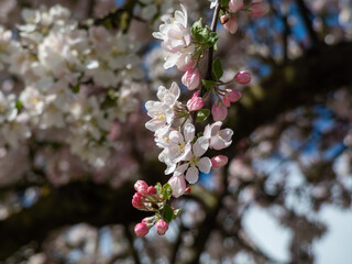 View of an apple tree in full bloom flowering with pink flower buds and white blossoms in an orchard