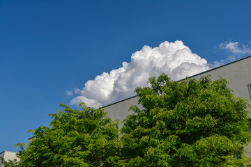 樹木と青空