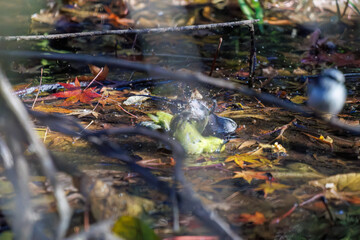 飛び回る可愛いエナガ（エナガ科）、メジロ（メジロ科）の群れ
水盤で水浴びをしている。
英名学名：long tailed tit (Aegithalos caudatus)
Japanese White Eye (Zosterops Japonica) 
千葉県市川市大町公園自然観察園2024
大町の谷戸全体が公園。湿地や里山、森林等、武蔵野の自然が保存されている。
