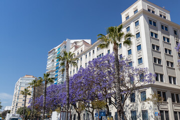 Urban street scene featuring vibrant jacaranda trees in full bloom alongside modern architecture,...