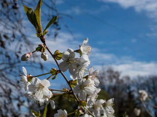 White flowers arranged in corymbs of two to six together of Wild, sweet or gean cherry (Prunus avium) in sunlight with blue sky in background in spring