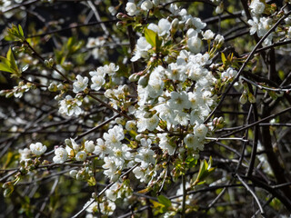 Close-up of white flowers arranged in corymbs of two to six together of Wild, sweet or gean cherry (Prunus avium) in early spring..