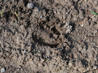 Footprint of roe deer (Capreolus capreolus) in deep and wet mud in the ground. Tracks of animals on a walking trail in the countryside