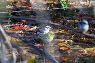 飛び回る可愛いエナガ（エナガ科）、メジロ（メジロ科）の群れ
水盤で水浴びをしている。
英名学名：long tailed tit (Aegithalos caudatus)
Japanese White Eye (Zosterops Japonica) 
千葉県市川市大町公園自然観察園2024
大町の谷戸全体が公園。湿地や里山、森林等、武蔵野の自然が保存されている。
