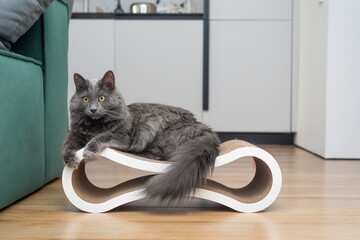 The gray cat is sitting on a scratching post
