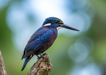 Fototapeta premium lilac breasted roller