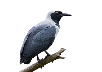 Fototapeta premium crow on white background