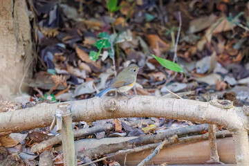 幸せの青い鳥、可愛いルリビタキ（ヒタキ科）
小川で水浴びをしている。
英名学名：Red flanked Bluetail (Tarsiger cyanurus)
千葉県市川市大町公園自然観察園2024
大町の谷戸全体が公園。湿地や里山、森林等、武蔵野の自然が保存されている。

