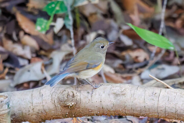 幸せの青い鳥、可愛いルリビタキ（ヒタキ科）
小川で水浴びをしている。
英名学名：Red flanked Bluetail (Tarsiger cyanurus)
千葉県市川市大町公園自然観察園2024
大町の谷戸全体が公園。湿地や里山、森林等、武蔵野の自然が保存されている。
