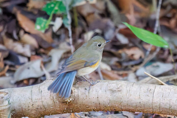 幸せの青い鳥、可愛いルリビタキ（ヒタキ科）
小川で水浴びをしている。
英名学名：Red flanked Bluetail (Tarsiger cyanurus)
千葉県市川市大町公園自然観察園2024
大町の谷戸全体が公園。湿地や里山、森林等、武蔵野の自然が保存されている。
