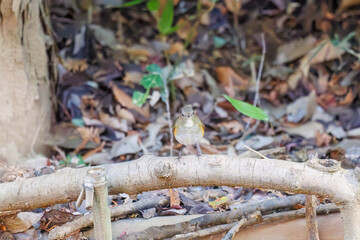 幸せの青い鳥、可愛いルリビタキ（ヒタキ科）
小川で水浴びをしている。
英名学名：Red flanked Bluetail (Tarsiger cyanurus)
千葉県市川市大町公園自然観察園2024
大町の谷戸全体が公園。湿地や里山、森林等、武蔵野の自然が保存されている。
