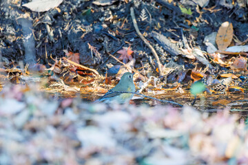 幸せの青い鳥、可愛いルリビタキ（ヒタキ科）
小川で水浴びをしている。
英名学名：Red flanked Bluetail (Tarsiger cyanurus)
千葉県市川市大町公園自然観察園2024
大町の谷戸全体が公園。湿地や里山、森林等、武蔵野の自然が保存されている。

