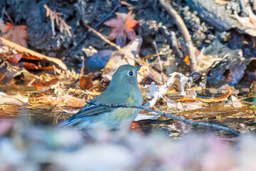 幸せの青い鳥、可愛いルリビタキ（ヒタキ科）
小川で水浴びをしている。
英名学名：Red flanked Bluetail (Tarsiger cyanurus)
千葉県市川市大町公園自然観察園2024
大町の谷戸全体が公園。湿地や里山、森林等、武蔵野の自然が保存されている。
