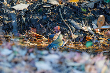 幸せの青い鳥、可愛いルリビタキ（ヒタキ科）
小川で水浴びをしている。
英名学名：Red flanked Bluetail (Tarsiger cyanurus)
千葉県市川市大町公園自然観察園2024
大町の谷戸全体が公園。湿地や里山、森林等、武蔵野の自然が保存されている。
