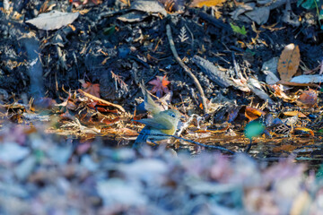 幸せの青い鳥、可愛いルリビタキ（ヒタキ科）
小川で水浴びをしている。
英名学名：Red flanked Bluetail (Tarsiger cyanurus)
千葉県市川市大町公園自然観察園2024
大町の谷戸全体が公園。湿地や里山、森林等、武蔵野の自然が保存されている。
