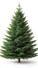 Fototapeta premium Full, evergreen fir tree, isolated
