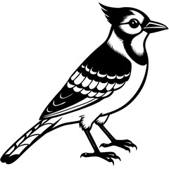vector illustration of a bird