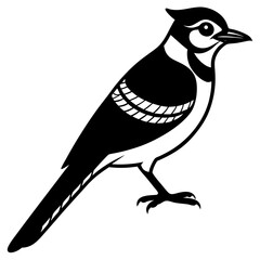 vector illustration of a bird
