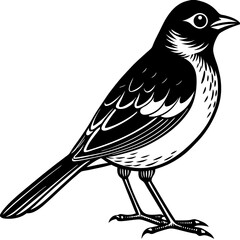 vector illustration of a bird