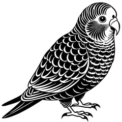 Fototapeta premium black and white bird