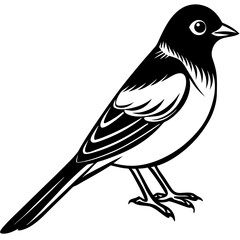 Obraz premium bird on a branch