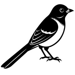 vector illustration of a bird