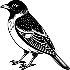 vector illustration of a bird