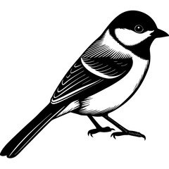 black and white bird