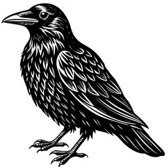 crow on a white background