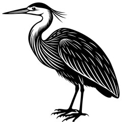 black crowned night heron