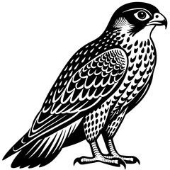 bird of prey