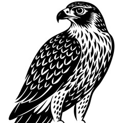 eagle vector illustration