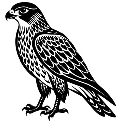 eagle on a white background