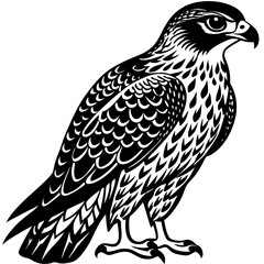 eagle isolated on white background