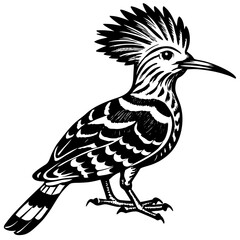 black and white bird