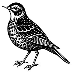 vector illustration of a bird