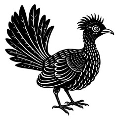 pheasant isolated on white