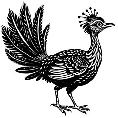 rooster isolated on white