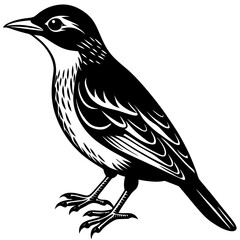 vector illustration of a bird